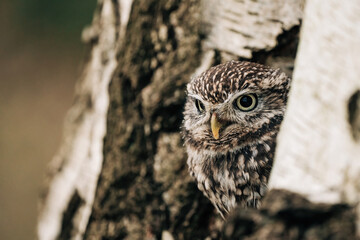 Little Owl sat on a tree looking for prey