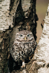 Little Owl sat on a tree looking for prey