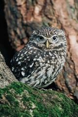 Little Owl sat on a tree looking for prey