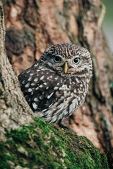Little Owl sat on a tree looking for prey