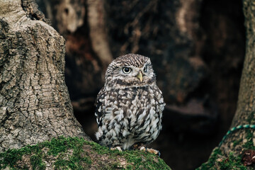 Little Owl sat on a tree looking for prey