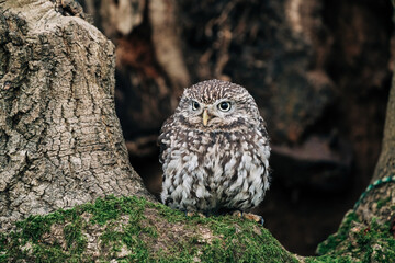 Little Owl sat on a tree looking for prey