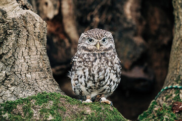 Little Owl sat on a tree looking for prey