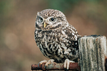 Little Owl sat on fence post looking for prey, beautiful white and brown feathers