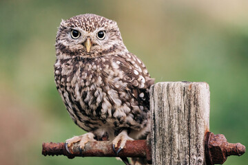 Little Owl sat on fence post looking for prey, beautiful white and brown feathers
