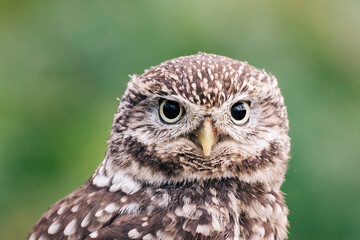 Little Owl sat on fence post looking for prey, beautiful white and brown feathers