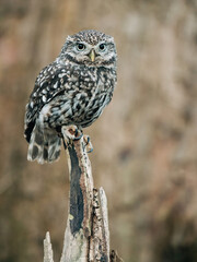 Little Owl sat on fence post looking for prey, beautiful white and brown feathers