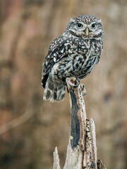 Little Owl sat on fence post looking for prey, beautiful white and brown feathers