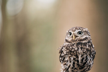 Little Owl sat on fence post looking for prey, beautiful white and brown feathers