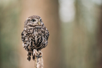 Little Owl sat on fence post looking for prey, beautiful white and brown feathers