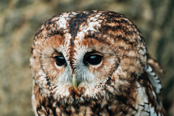 Barred Old sat on tree with beautiful brown and white body with stunning bold eyes