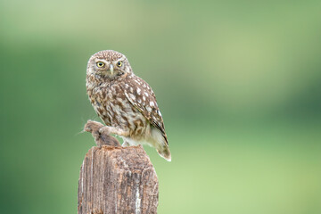 little owl with dinner 