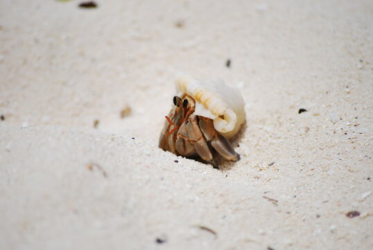 Hermit Crab on the beach with shell, sand and stones