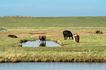 Overview from the wetlands in Burgh-Haamstede, with cows, Zeeland The Netherlands.