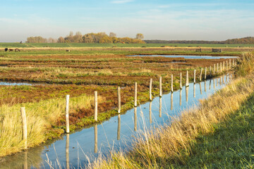 Overview from the wetlands in Burgh-Haamstede, with cows, Zeeland The Netherlands.
