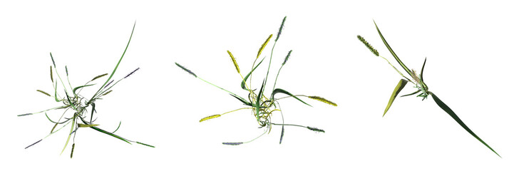 wild field grass, top view, isolated on white background, 3D illustration, cg render