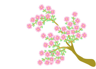 Cherry blossom branch with sakura flower. Sakura on white background. Cherry blossom flower blooming vector. Pink sakura flower background. 
