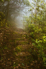 Foggy weather, path in the foggy forest, scary and misterious place, Madeira Island