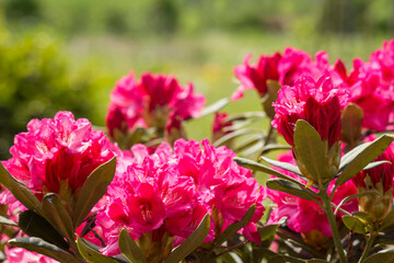rhododendron flowers in a garden