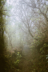 Foggy weather, path in the foggy forest, scary and misterious place, Madeira Island