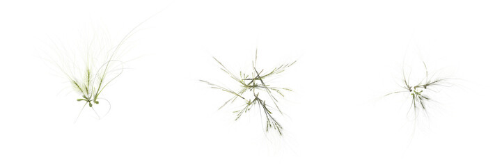 wild field grass, top view, isolated on a transparent background, 3D illustration, cg render