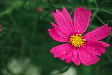 Obraz premium Beautiful Pink cosmos flower blooming in spring day