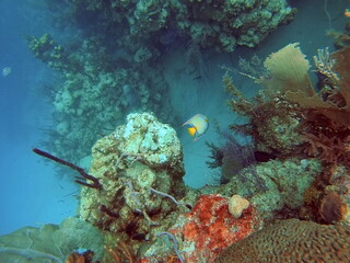 Naklejka na ściany i meble Angelfish on a coral head, on the reef off of Utila, in the Bay Islands, Honduras