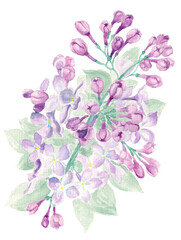 Realistic watercolor drawing - Lilac branch with flowers and leaves. Illustration isolated on white background. In green and purple hues. Botanic graphic.
