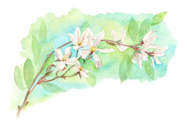 Realistic watercolor drawing - Star Magnolia branch with white flowers and leaves. Illustration isolated on white background. In green, turquoise and off-white hues. Botanic graphic.