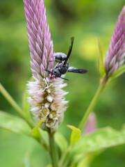 a wasp perched on a flower