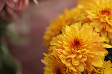 very beautiful chrysanthemums shot on a macro of different colors