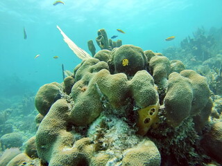School of small, yellow fish on a coral head, on the reef off of Utila, in the Bay Islands, Honduras