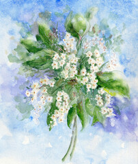 Artistic drawing - bouquet of flowering Bird Cherry branch with white flowers. Floral soft watercolor illustration in green and blue hues. Romantic nature graphic.