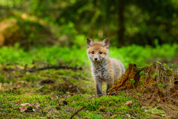 Naklejka na ściany i meble Cute Red Fox, Vulpes vulpes in fall forest. Beautiful animal in the nature habitat. Wildlife scene from the wild nature. Red fox running in orange autumn leaves