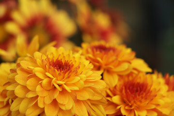 Blossom chrysanthemums red-orange-yellow texture for calendar