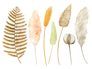 Watercolor tropical clipart with leaves, Pampas grass, dry flora, cotton. Exotic set of natural leaves Hand painted watercolor.
