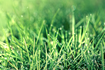 Close up of fresh green grass with water drops in the summer.