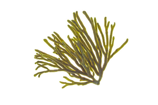 Spongeweed seaweed or codium tomentosum or velvet horn isolated transparent png. Green alga branch.