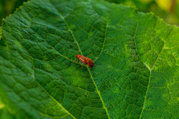 Orange insect on green macro leaf,Small orange Pumpkin beetle, Cucurbit beetle, Squash beetle insect walking on green leaf against a blurred background.