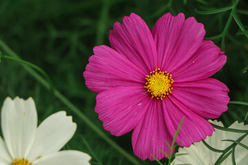 Fototapeta premium Field of pink cosmos flower