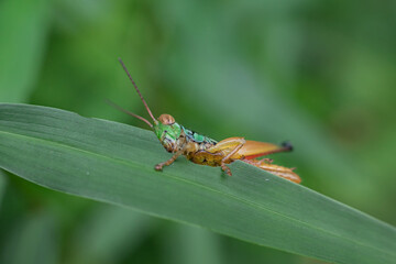 Oxya is a genus of grasshoppers found in Africa and Asia.