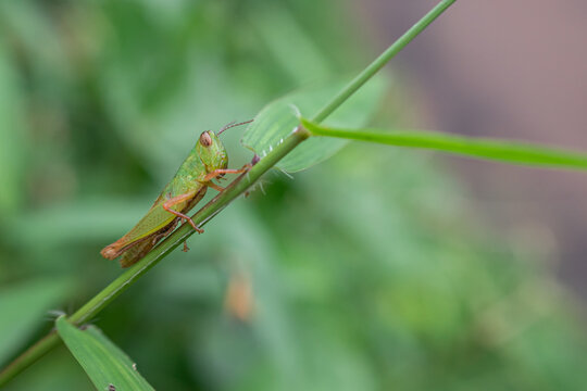 Oxya is a genus of grasshoppers found in Africa and Asia.
