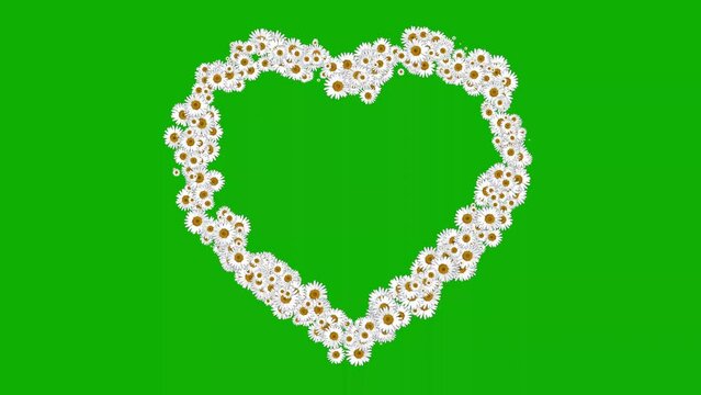 White daisy flowers heart motion graphics with green screen background