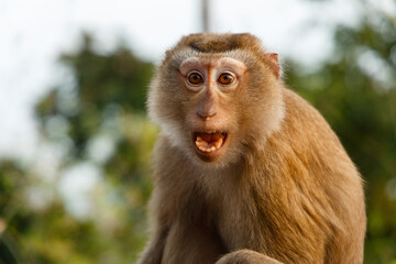 monkey close-up with open mouth