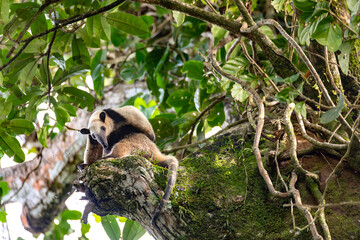 Northern tamandua, Tortuguero Cero, Costa Rica wildlife