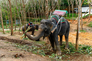 Elephant used for rides tied up in small paddock at Thailand's unethical elephant show