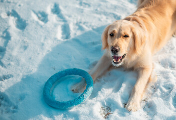 White golden retriever puppy playing on snow