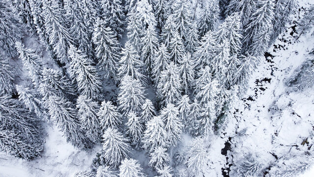 Bosco Neve Montagna Nevicata Freddo Inverno