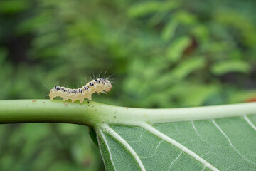 yellow caterpillar on a leaf