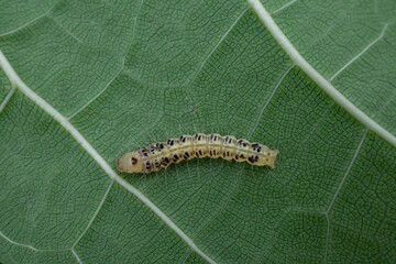 yellow caterpillar on a leaf